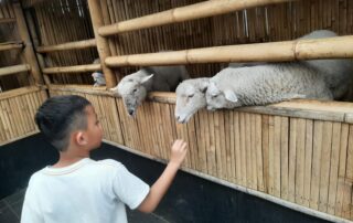 Aktivitas seru liburan bareng hewan dan tanaman di Mini Zoo Grand Tjokro