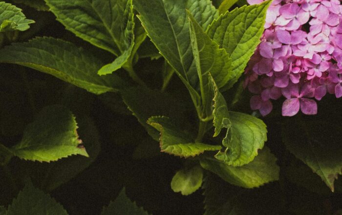 Bunga hydrongea berwarna ugnu yang cantik-jadi MC profesional